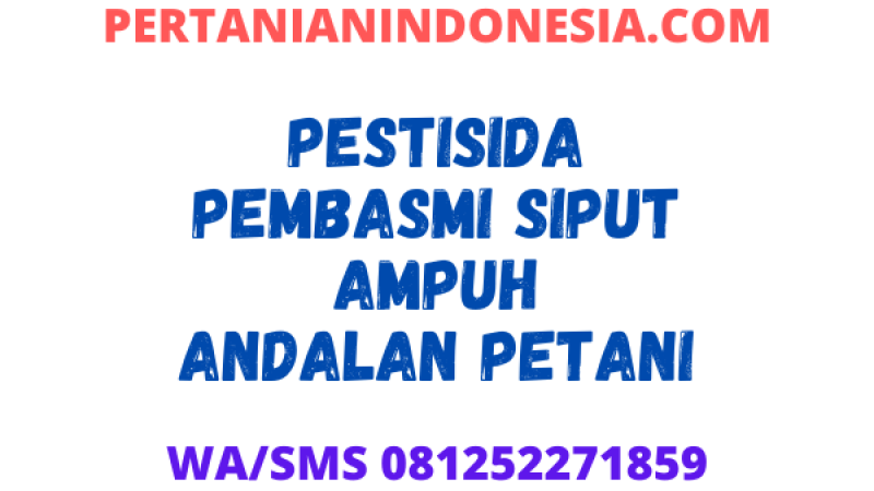 Pestisida Pembasmi Siput Ampuh Andalan Petani