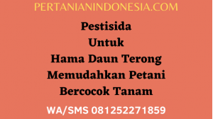 Pestisida Untuk Hama Daun Terong Memudahkan Petani Bercocok Tanam