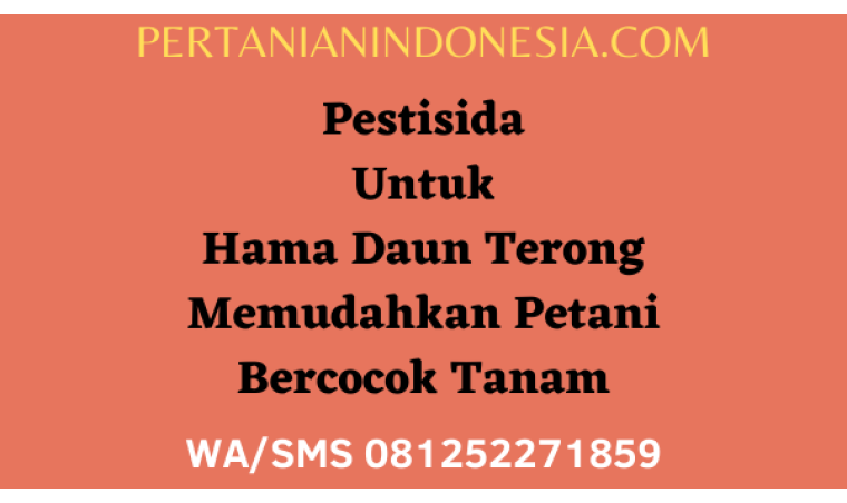 Pestisida Untuk Hama Daun Terong Memudahkan Petani Bercocok Tanam