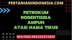 Petrokum Rodentisida Ampuh Atasi Hama Tikus