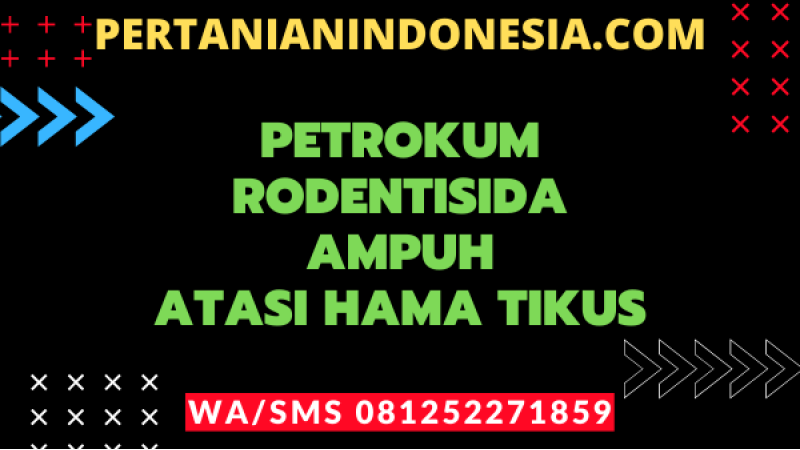 Petrokum Rodentisida Ampuh Atasi Hama Tikus