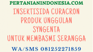 Insektisida Curacron Produk Unggulan Syngenta Untuk Membasmi Serangga