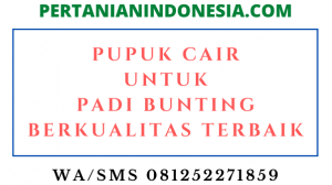 Pupuk Cair Untuk Padi Bunting Berkualitas Terbaik
