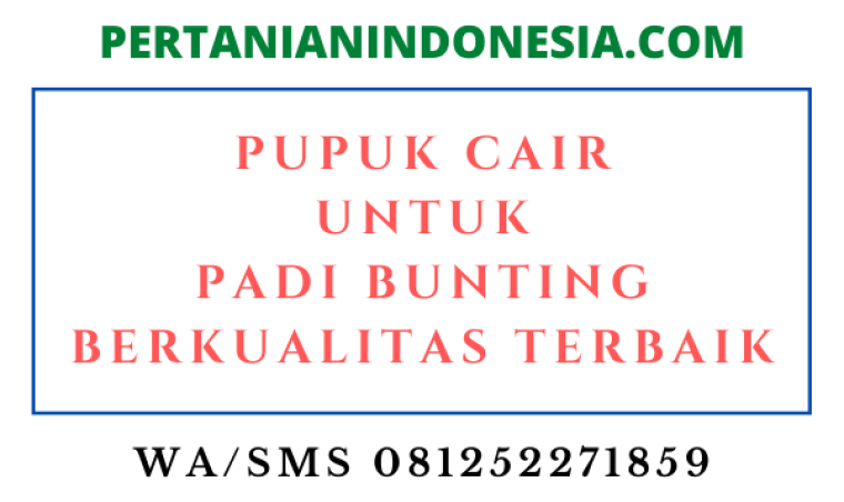 Pupuk Cair Untuk Padi Bunting Berkualitas Terbaik