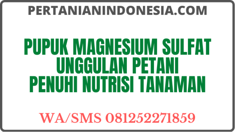 Pupuk Magnesium Sulfat Unggulan Petani Penuhi Nutrisi Tanaman