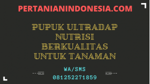 Pupuk Ultradap Nutrisi Berkualitas Untuk Tanaman