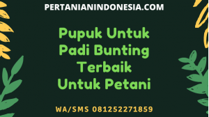 Pupuk Untuk Padi Bunting Terbaik Untuk Petani