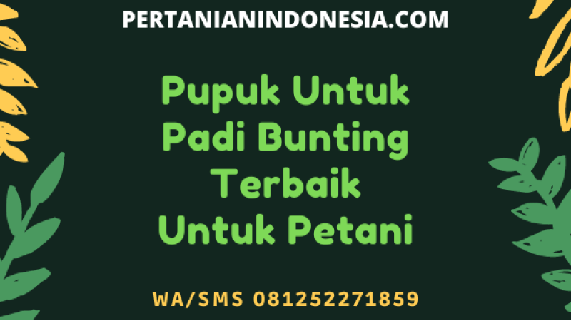 Pupuk Untuk Padi Bunting Terbaik Untuk Petani