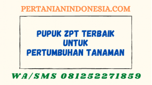 Pupuk ZPT Terbaik Untuk Pertumbuhan Tanaman