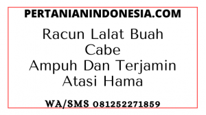 Racun Lalat Buah Cabe Ampuh Dan Terjamin Atasi Hama