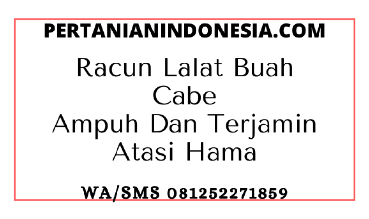 Racun Lalat Buah Cabe Ampuh Dan Terjamin Atasi Hama