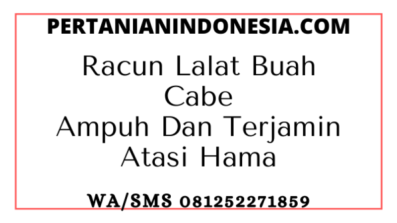 Racun Lalat Buah Cabe Ampuh Dan Terjamin Atasi Hama
