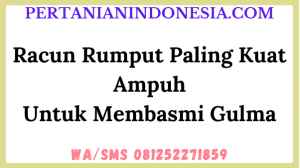 Racun Rumput Paling Kuat Ampuh Untuk Membasmi Gulma