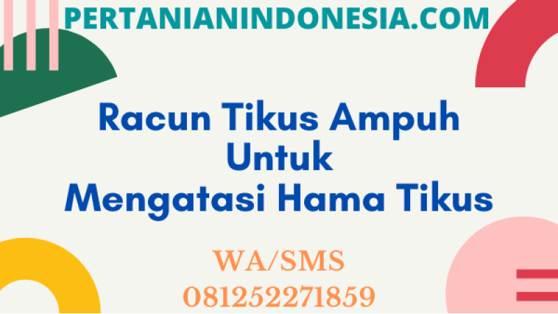 Racun Tikus Ampuh Untuk Mengatasi Hama Tikus