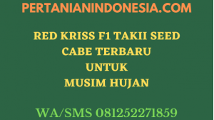 Red Kriss F1 Takii Seed Cabe Terbaru Untuk Musim Hujan