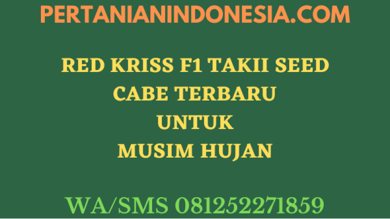 Red Kriss F1 Takii Seed Cabe Terbaru Untuk Musim Hujan