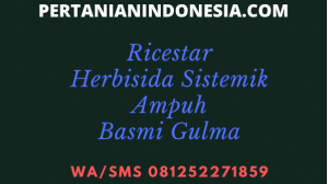 Ricestar Herbisida Sistemik Ampuh Basmi Gulma