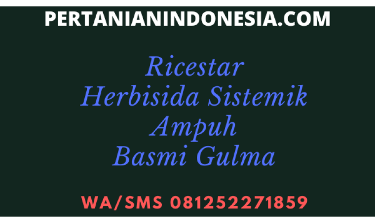 Ricestar Herbisida Sistemik Ampuh Basmi Gulma