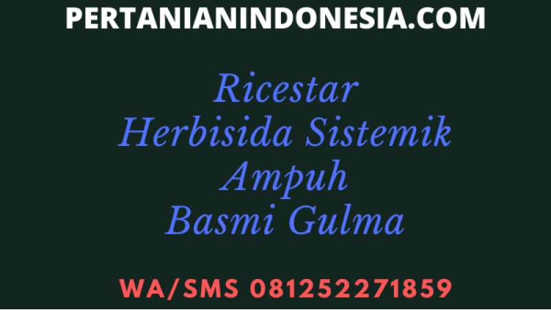 Ricestar Herbisida Sistemik Ampuh Basmi Gulma