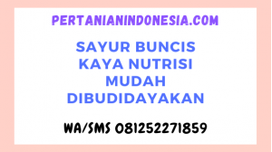 Sayur Buncis Kaya Nutrisi Mudah Dibudidayakan