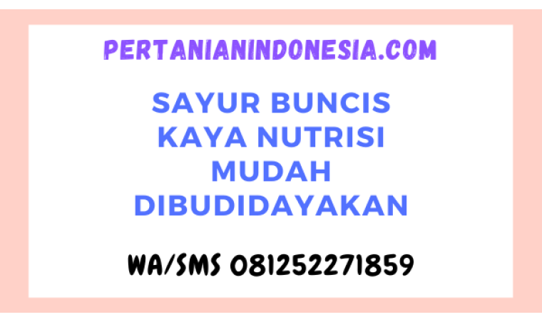 Sayur Buncis Kaya Nutrisi Mudah Dibudidayakan