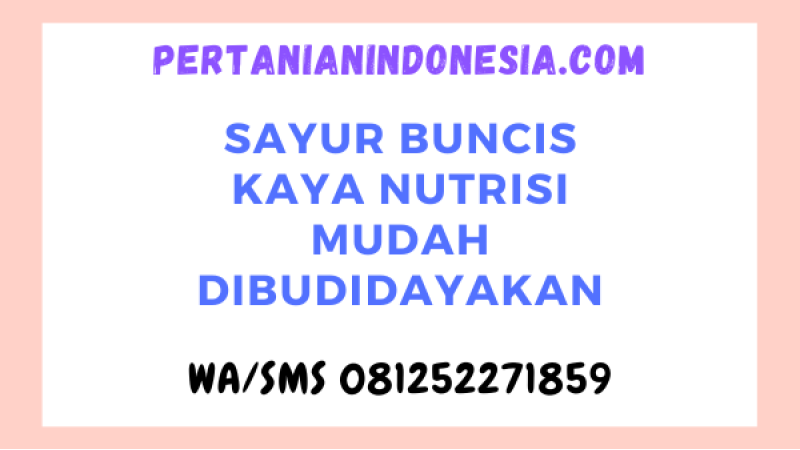 Sayur Buncis Kaya Nutrisi Mudah Dibudidayakan