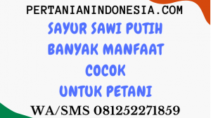 Sayur Sawi Putih Banyak Manfaat Cocok Untuk Petani