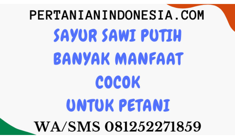 Sayur Sawi Putih Banyak Manfaat Cocok Untuk Petani