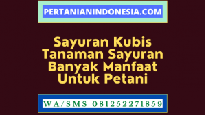 Sayuran Kubis Tanaman Sayuran Banyak Manfaat Untuk Petani