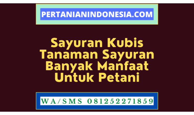 Sayuran Kubis Tanaman Sayuran Banyak Manfaat Untuk Petani