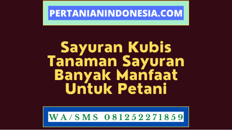 Sayuran Kubis Tanaman Sayuran Banyak Manfaat Untuk Petani