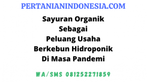 Peluang Usaha Berkebun Hidroponik Sayur Organik Pada Masa Pandemi