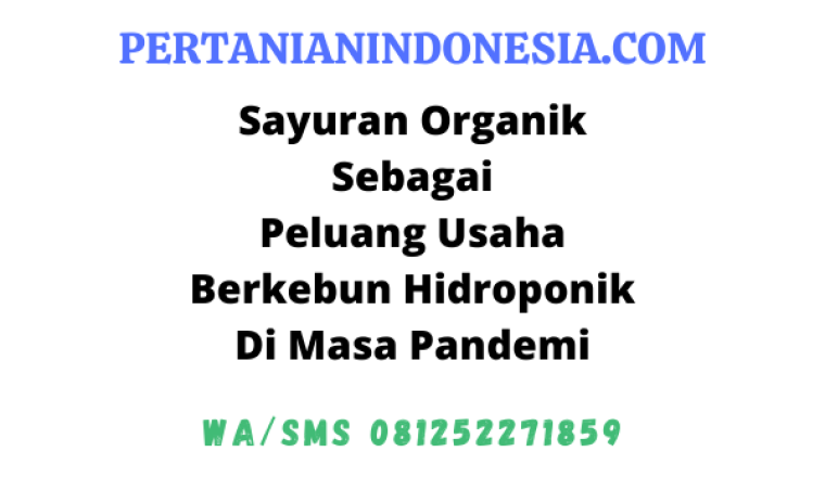 Peluang Usaha Berkebun Hidroponik Sayur Organik Pada Masa Pandemi