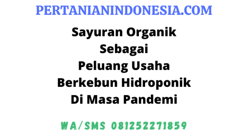 Peluang Usaha Berkebun Hidroponik Sayur Organik Pada Masa Pandemi