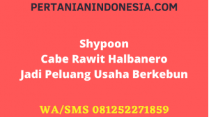 Shypoon Cabe Rawit Halbanero Jadi Peluang Usaha Berkebun