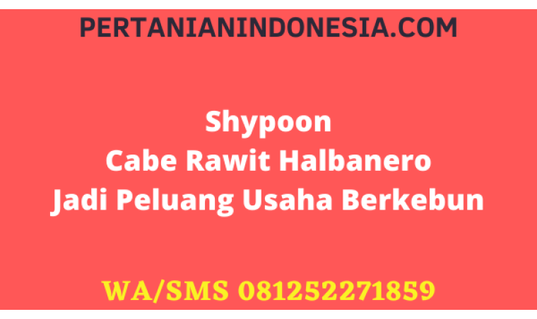 Shypoon Cabe Rawit Halbanero Jadi Peluang Usaha Berkebun