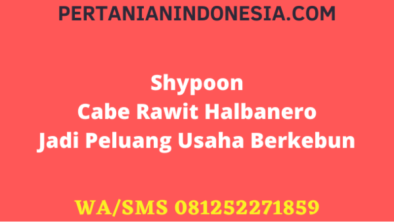 Shypoon Cabe Rawit Halbanero Jadi Peluang Usaha Berkebun