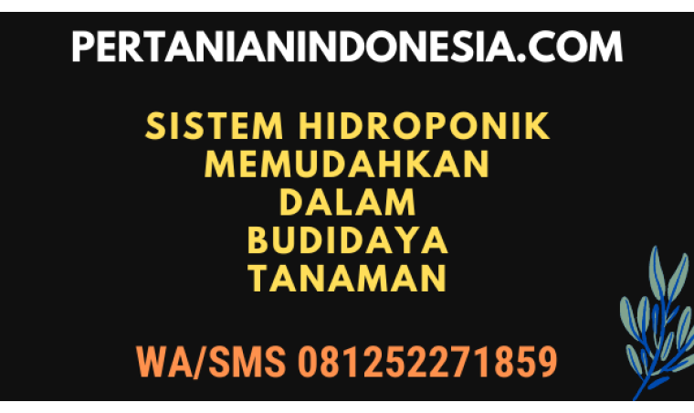 Sistem Hidroponik Memudahkan Dalam Budidaya Tanaman