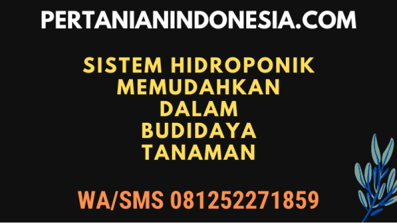 Sistem Hidroponik Memudahkan Dalam Budidaya Tanaman