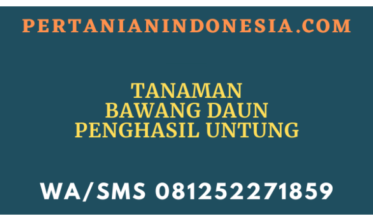 Tanaman Bawang Daun Penghasil Untung