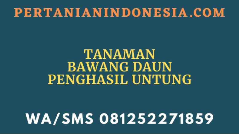 Tanaman Bawang Daun Penghasil Untung