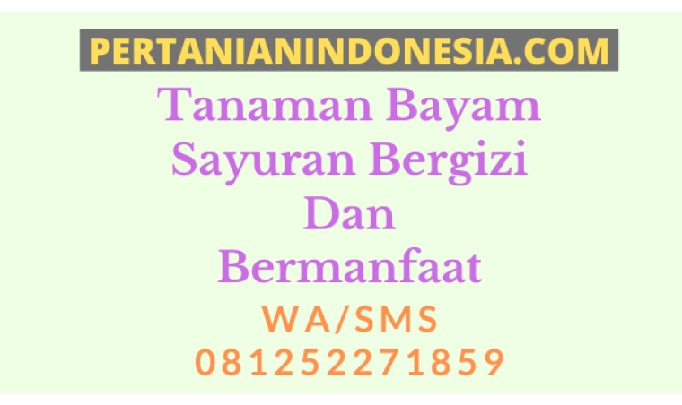 Tanaman Bayam Sayuran Bergizi Dan Bermanfaat