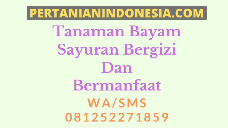 Tanaman Bayam Sayuran Bergizi Dan Bermanfaat