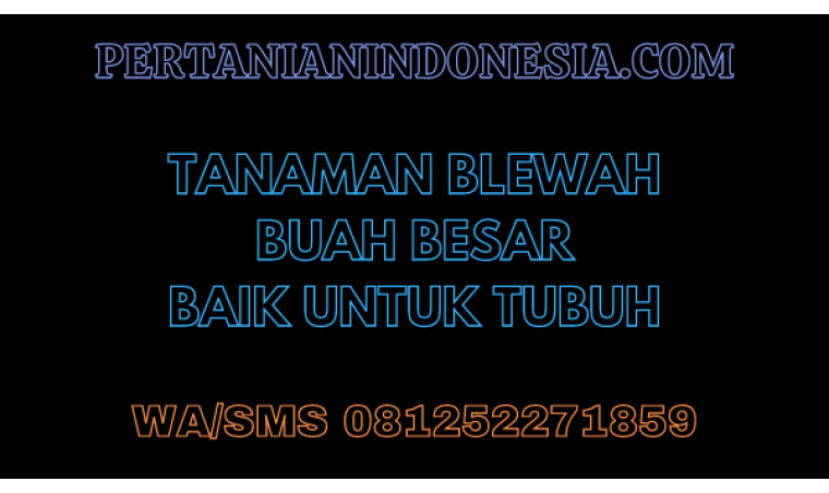 Tanaman Blewah Buah Besar Baik Untuk Tubuh