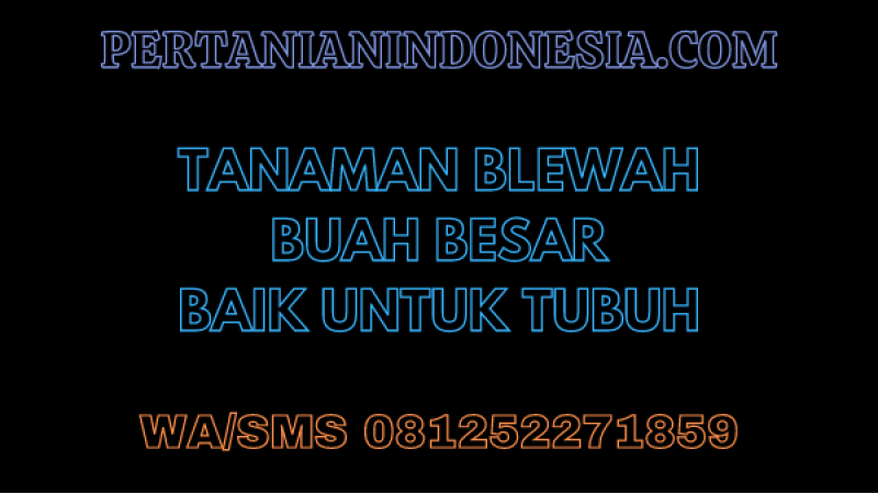 Tanaman Blewah Buah Besar Baik Untuk Tubuh