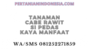 Tanaman Cabe Rawit Si Pedas Kaya Manfaat