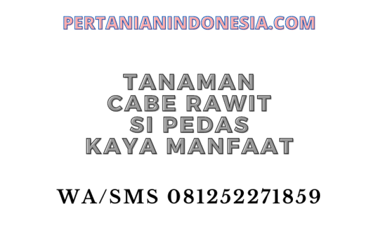 Tanaman Cabe Rawit Si Pedas Kaya Manfaat