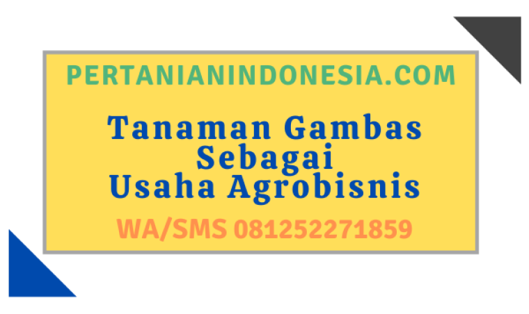 Tanaman Gambas Sebagai Usaha Agrobisnis
