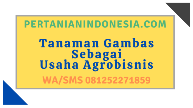 Tanaman Gambas Sebagai Usaha Agrobisnis