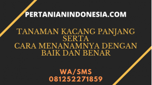 Tanaman Kacang Panjang Serta Cara Menanamnya Secara Baik Dan Benar